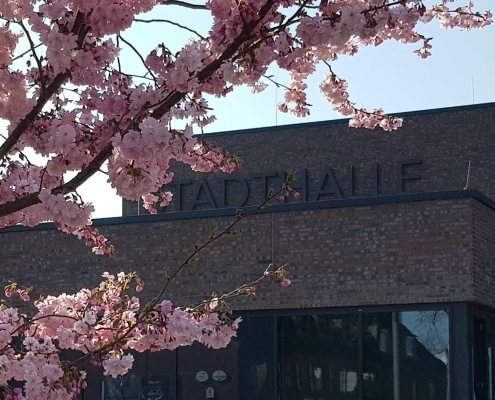 Kirschblüten vor dem Kulturquadrat